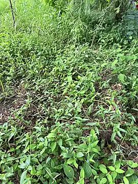 Freechat Miss__Malaika on StripChat